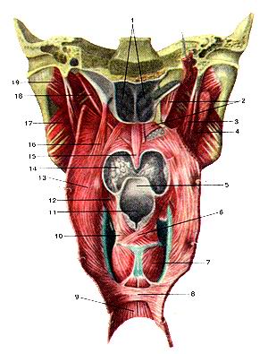Рис. 176. Мышцы глотки (musculi pharingis). 
  Вид сзади. Задняя стенка глотки вскрыта продольным
  (сагиттально-срединным) разрезом.
  1-хоаны; 2-мышца, напрягающая небную занавеску; 3-шило-глоточная мышца; 4-шило-подъязычная 
  мышца; 5-надгортан-ник; 6-косая черпаловидная мышца; 7-задняя перстне-черпало-видная 
  мышца; 8-круговой мышечный слой пищевода; 9-продольный мышечный слой пищевода; 
  Ш-поперечная черпаловидная мышца; 11-вход в гортань; 12-шило-глоточная мышца; 
  13-небно-глоточная мышца; 14-корень языка; 15-язычок мягкого неба; 16-трубно-глоточная 
  мышца; 17-медиальная крыловидная мышца; 18-мышца, поднимающая небную занавеску; 
  19-латеральная крыловидная мышца.
  Fig. 176. Musculi pharingis. Вид сзади. Задняя стенка глотки вскрыта продольным 
  (сагиттально-срединным) разрезом. 1-choanae; 2-m. tensor veli palatini; 3-m. 
  stylopharyngeus; 4-m. stylohy-oideus; 5-epiglottis; 6-m. arytenoideus obliquus; 
  7-m. cricoarytenoideus posterior; 8-stratum musculare orbiculare esophagei; 
  9-stratum muscu-lare longitudinale esophagei; 10-m. arytenoideus transversus; 
  11-aditus laryngis; 12-m. stylopharyngeus; 13-m. palatopharyngeus; 14-radix 
  linguae; 15-uvula palatina; 16-m. salpingopharyngeus; 17-m. pterygoideus medialis; 
  18-m. levatorveli palatini; 19-m. pterygoideuslateralis.
  Fig. 176. Muscles of pharynx. Posterior aspect. 1-choanae; 2-tensorveli palatinui; 
  3-stylopharyngeus; 4-stylohyoideus; 5-epigottis; 6-arytenoid oblique; 7-cricoarytenoid 
  posterior; 8-circular muscular layer (of oesophagus); 9-longitudinal muscular 
  layer (of esophagus); 10-transverse arytenoid; 11-aditus laryngis; 12-stylopha-ryngeus; 
  13-palatopharyngeus; 14-root of tongue; 15-uvula; 16-salpin-gopharyngeus; 17-medial 
  pterygoid; 18-tensor veli palatini; 19-lateral pterygoid.